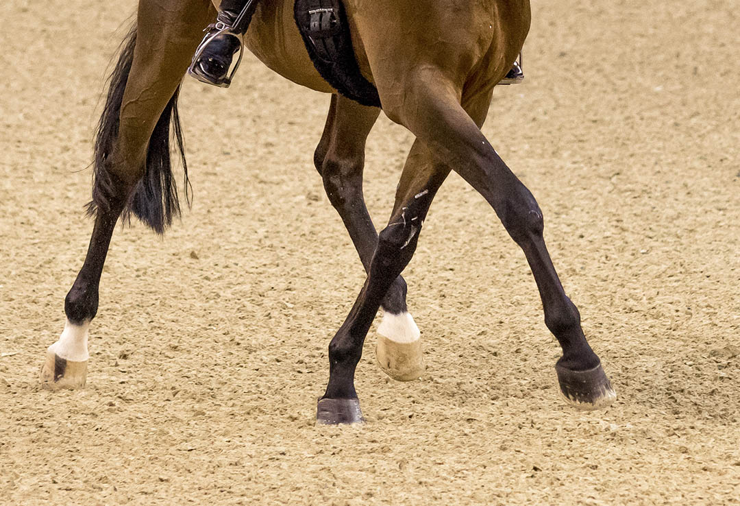 Dressage horses treated